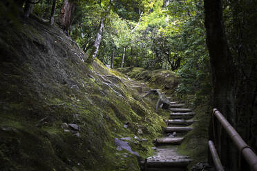 Japan, Kyoto, Schritte im Wald - ABZF02932