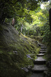 Japan, Kyoto, Schritte im Wald - ABZF02933