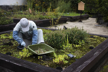 Japan, Kyoto, Gärtnerin reinigt Pflanzen im Garten - ABZF02964