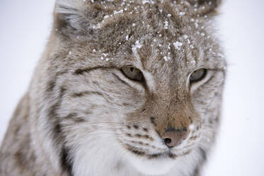 Europäischer Luchs (Lynx lynx), in Gefangenschaft, Polarpark, Norwegen - ISF23560