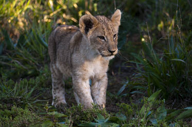 Löwenjunges (Panthera leo), Kariega Game Reserve, Südafrika - ISF23561