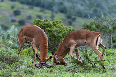 Impala (Aepyceros melampus) im Kampf, Kariega Game Reserve, Südafrika - ISF23562