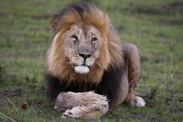 Löwe (Panthera leo), Kariega-Wildreservat, Südafrika - ISF23563