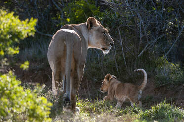 Löwe (Panthera Leo) und Jungtier, Kariega Game Reserve, Südafrika - ISF23564