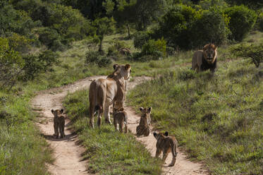 Löwenfamilie (Panthera Leo) und Jungtiere, Kariega Game Reserve, Südafrika - ISF23565