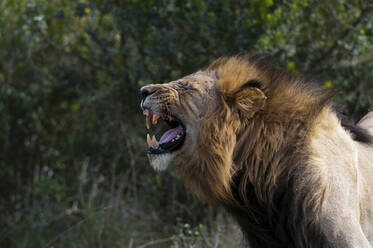 Knurrender Löwe (Panthera Leo), Kariega Game Reserve, Südafrika - ISF23566