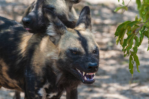 Wildhund (Lycaon pictus), in Gefangenschaft, Hoedspruit Endangered Species Centre, Kapama Game Reserve, Südafrika - ISF23567