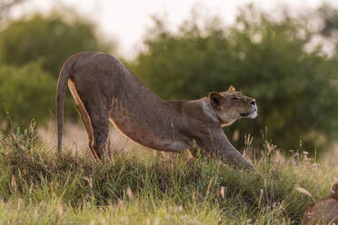 Löwin, Panthera leo, Streckung, Voi, Tsavo, Kenia - ISF23596
