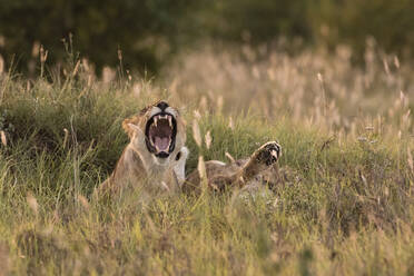 Löwin, Panthera leo, Voi, Tsavo, Kenia - ISF23597