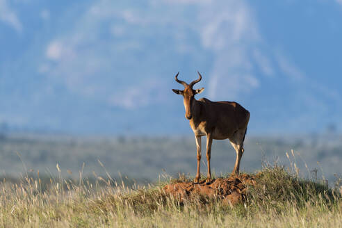 Koks-Kuhantilope, Alcelaphus buselaphus cokii auf Termitenhügel, Berge im Hintergrund, Voi, Tsavo, Kenia - ISF23599