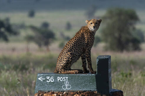 Gepard, Acynonix jubatus bei der Vermessung der Savanne, Voi, Tsavo, Kenia - ISF23603