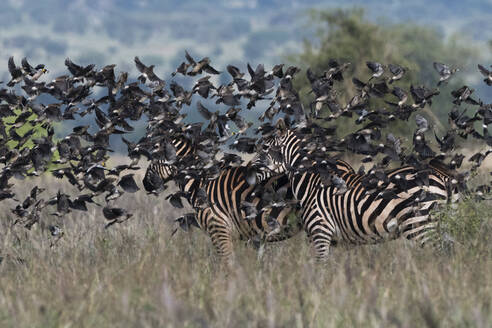 Schwarm Rauchschwalben, Hirundo rustica, fliegt über Flachlandzebras, Equus quagga, Voi, Tsavo, Kenia - ISF23605