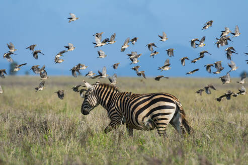 Schwarm von Rauchschwalben, Hirundo rustica, fliegt über ein Zebra, Equus quagga, Voi, Tsavo, Kenia - ISF23607