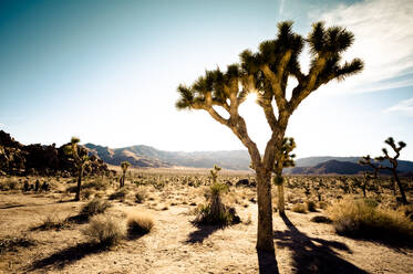 Hidden Valley, Joshua-Tree-Nationalpark, Kalifornien, USA - ISF23609