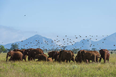 Lappenstare, Creatophora cinerea, fliegen über afrikanische Elefanten, Loxodonta africana, Voi, Tsavo, Kenia - ISF23610