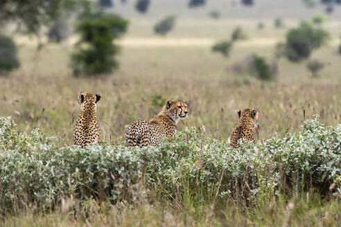 Geparden, Acynonix jubatus auf der Suche nach Beute, Voi, Tsavo, Kenia - ISF23616