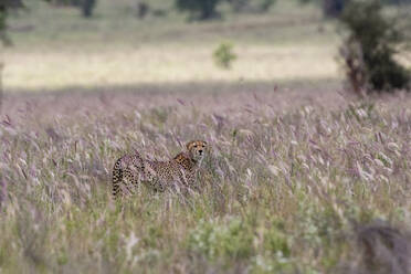 Gepard, Acynonix jubatus im hohen Savannengras Voi, Tsavo, Kenia - ISF23621