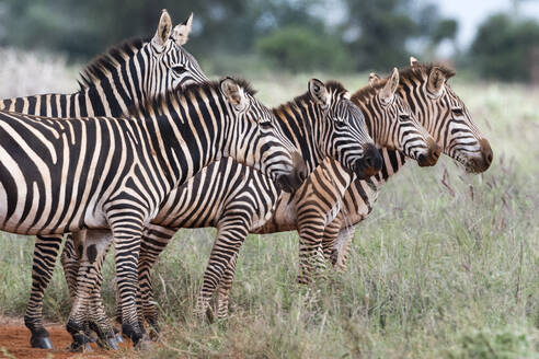 Herde von Steppenzebras, Equus quagga, Voi, Tsavo, Kenia - ISF23628