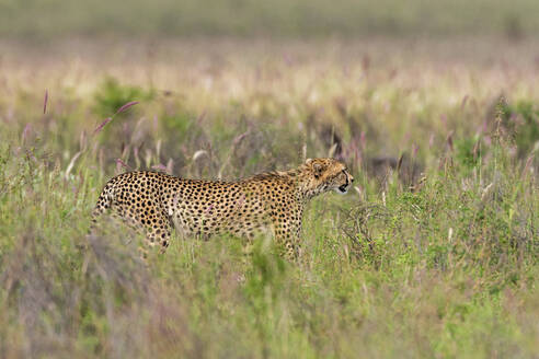 Gepard, Acynonix Jubatus, läuft im hohen Savannengras Voi, Tsavo, Kenia - ISF23636