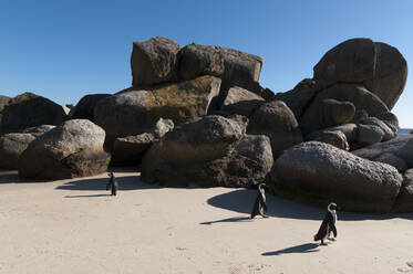 Eselspinguine (Speniscus demersus), Boulders Beach, Kapstadt, Südafrika - ISF23640