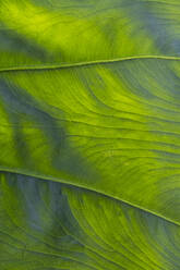 Close up of veins of leaf of Arum species - ISF23641