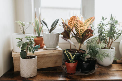 Window corner full of house plants - ISF23653