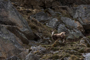 Alpengämse (Rupicapra rupicapra), Nationalpark Gran Paradiso, Aostatal, Italien - ISF23688