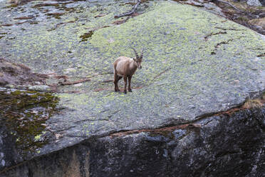 Alpensteinbock (Capra ibex), Nationalpark Gran Paradiso, Aostatal, Italien - ISF23701