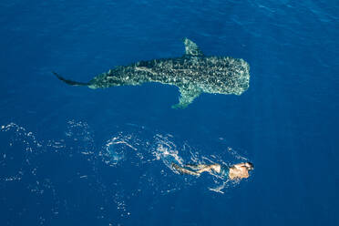 Mann schwimmt neben einem Buckelwal - ISF23717