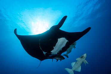 Manta-Rochen gegen Sonnenstrahl - ISF23721