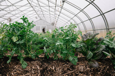 Edible plants growing in a greenhouse - CAVF73059