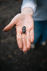 Beetle in the palm of a dirty farmer hands - CAVF73060