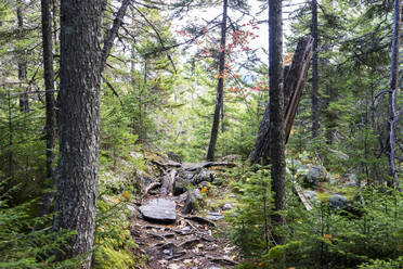 Quiet trail thru the woods - CAVF73103