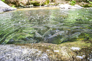 Alewives wandern durch einen Fluss in Maine - CAVF73108