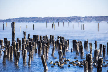 Pilings amidst seasmoke on a cold morning - CAVF73153