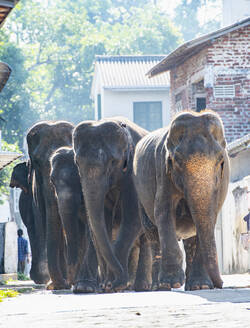 Elefanten beim Traben auf einer Straße in Pinnawala / Sri Lanka - CAVF73176