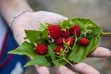 Frau hält Walderdbeeren in ihrer Hand - CAVF73189