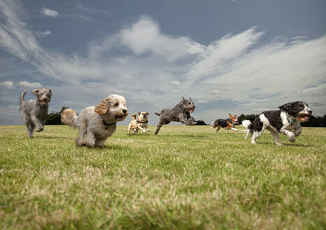 Dogs chasing each other in a park, left to right: Irish Wolfhound, Petit Basset Griffon Vendeen, Swedish Vallhund, Irish Wolfhound, Beagle, Spinone Italiano - AJOF00130