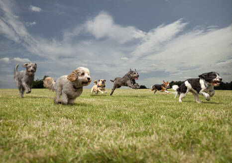 Hunde, die sich in einem Park gegenseitig jagen, von links nach rechts: Irischer Wolfshund, Petit Basset Griffon Vendeen, Schwedischer Vallhund, Irischer Wolfshund, Beagle, Spinone Italiano - AJOF00130