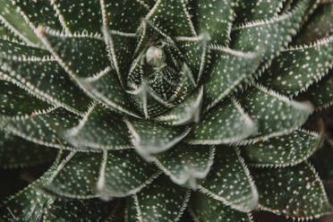 Overhead view of a succulent plant - CAVF73262
