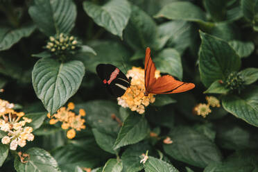 Oranger Schmetterling auf einer gelben Pflanze - CAVF73267