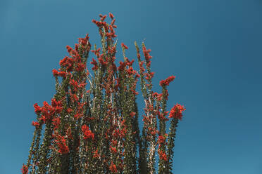 Red blossoming cactus in front of a blue sky - CAVF73282