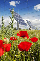 Ein fotovoltaisches Solarkraftwerk in der Nähe von Caravaca, Andalusien, Spanien, mit Wildblumen. - CAVF73301
