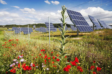 Ein fotovoltaisches Solarkraftwerk in der Nähe von Caravaca, Andalusien, Spanien, mit Wildblumen. - CAVF73302