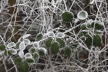 Germany, Baden-Wurttemberg, Close-up of leaves and twigs covered with frost - JTF01447