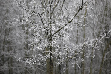 Deutschland, Baden-Württemberg, Kahler Baum mit Raureif bedeckt - JTF01448