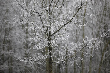 Germany, Baden-Wurttemberg, Bare tree covered with hoarfrost - JTF01448