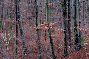 Deutschland, Baden-Württemberg, Stiller Herbstwald - JTF01450