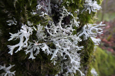 Germany, Baden-Wurttemberg, Close-up of tree trunk covered in moss and lichen - JTF01452