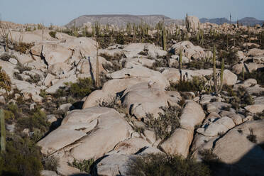 Man lounging on rocks in a cactus desert - CAVF73477